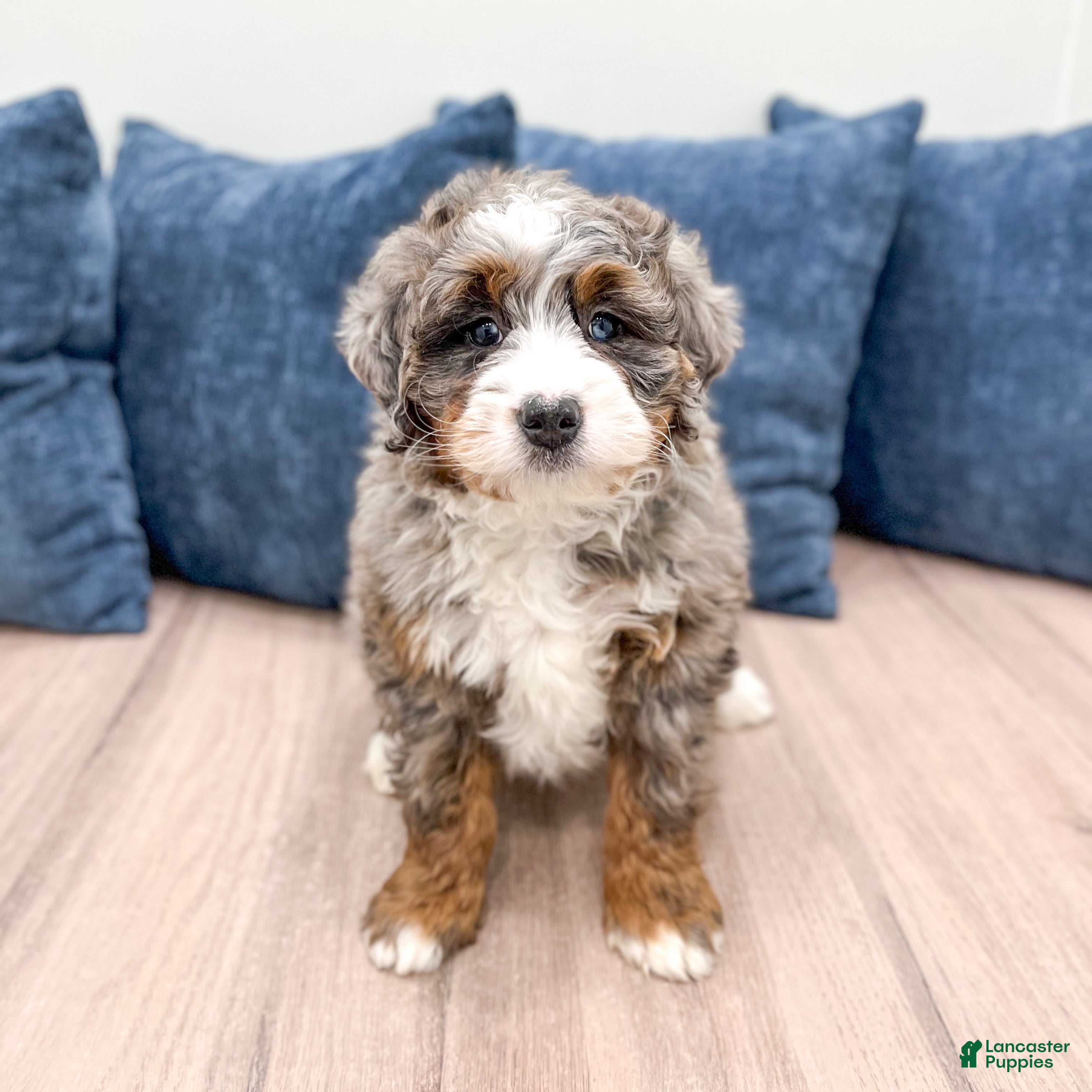 Mini Bernedoodle dogs Jenny - Ad 1
