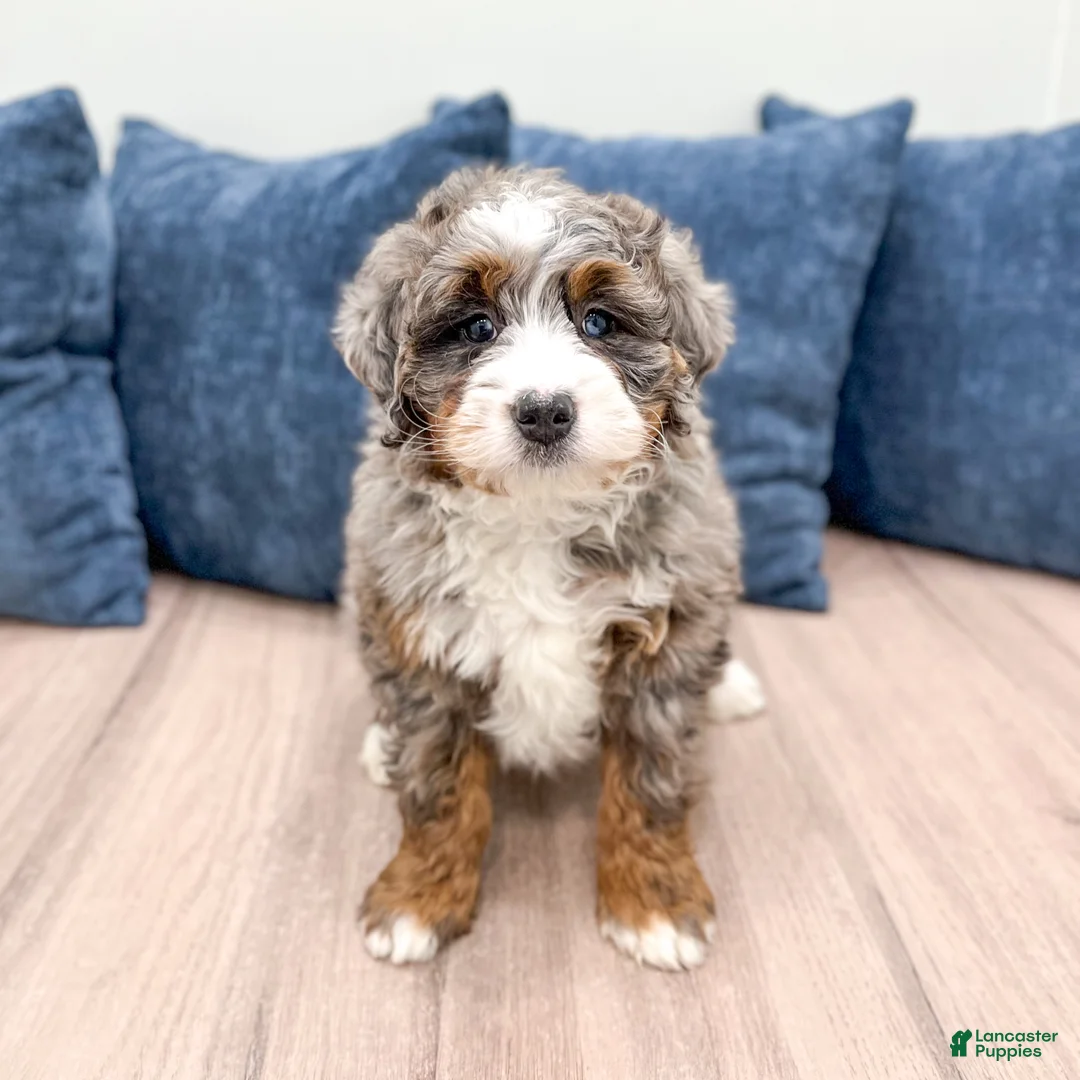 Mini Bernedoodle dogs for sale: Jenny - Ad 2