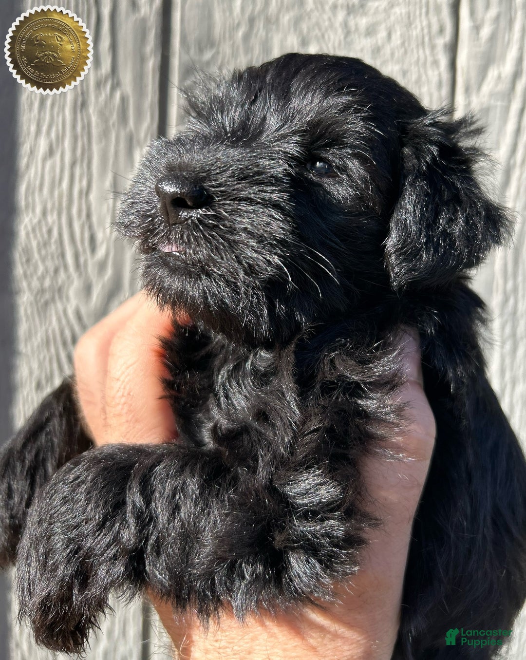 Miniature Schnauzer dogs for sale: Miniature Schnauzer Puppy 4 - Ad 16