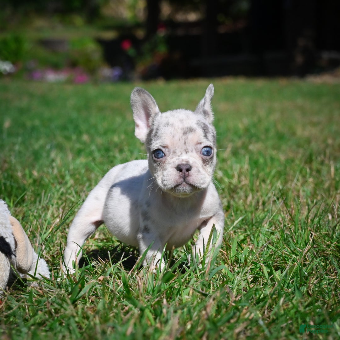 French Bulldog dogs for sale: Chloe - Ad 7