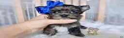 Morkie dogs for sale: Rare Merle Maui - Ad 3