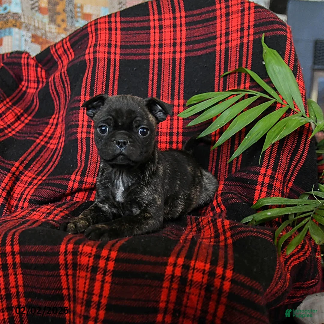 Mixed Breed dogs for sale: Angel - Ad 1