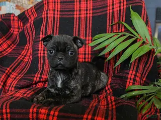 Mixed Breed dogs Angel - Ad 37