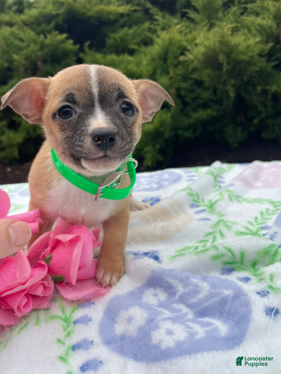Chihuahua dogs for sale: Blossom - Ad 4
