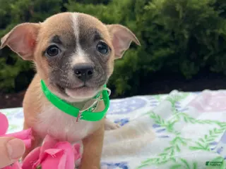 Chihuahua dogs Blossom - Ad 25