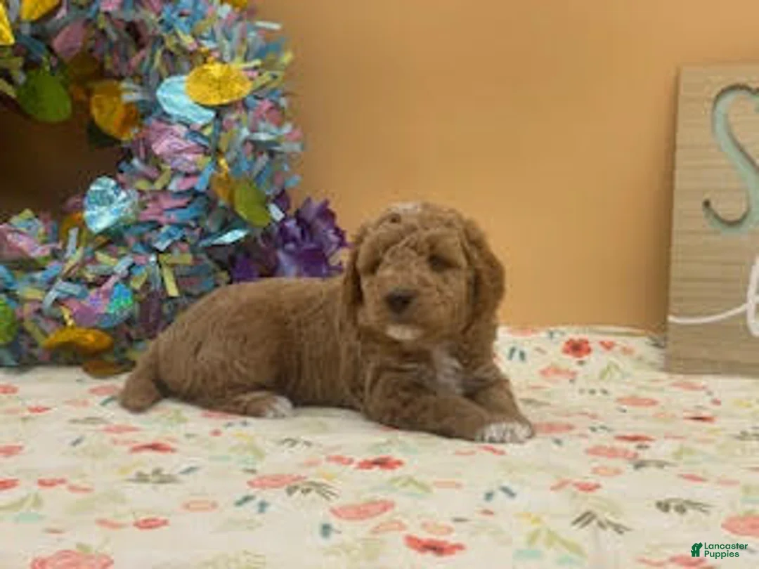 Mini Goldendoodle dogs for sale: Sadie Mini Goldendoodle Puppy  - Ad 2
