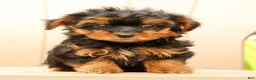 Morkie dogs for sale: Dawn - Ad 6