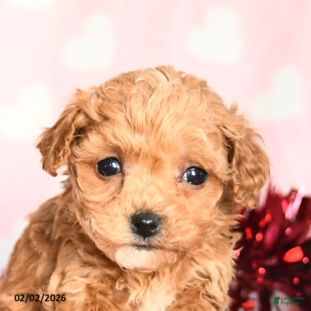 Toy Poodle dogs for sale: Lily - Ad 4