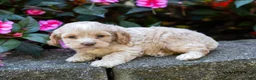 Cockapoo dogs for sale: Gwen - Ad 5