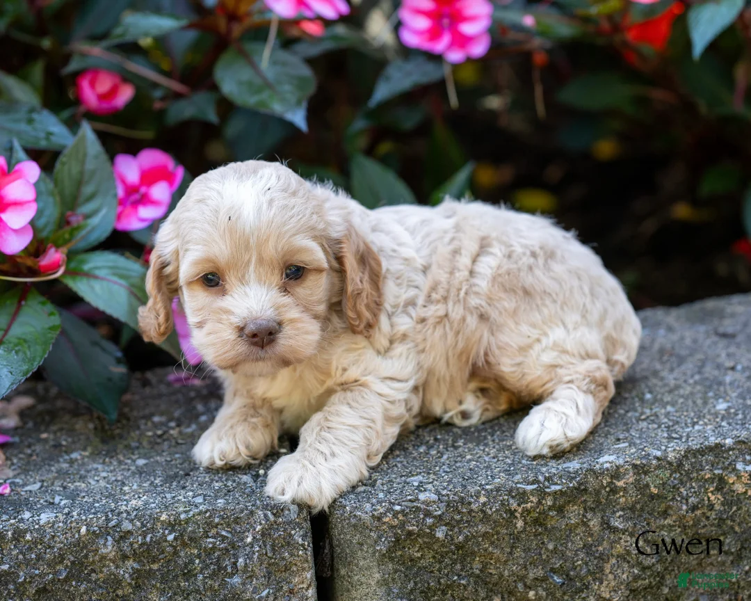 Cockapoo dogs for sale: Gwen - Ad 5