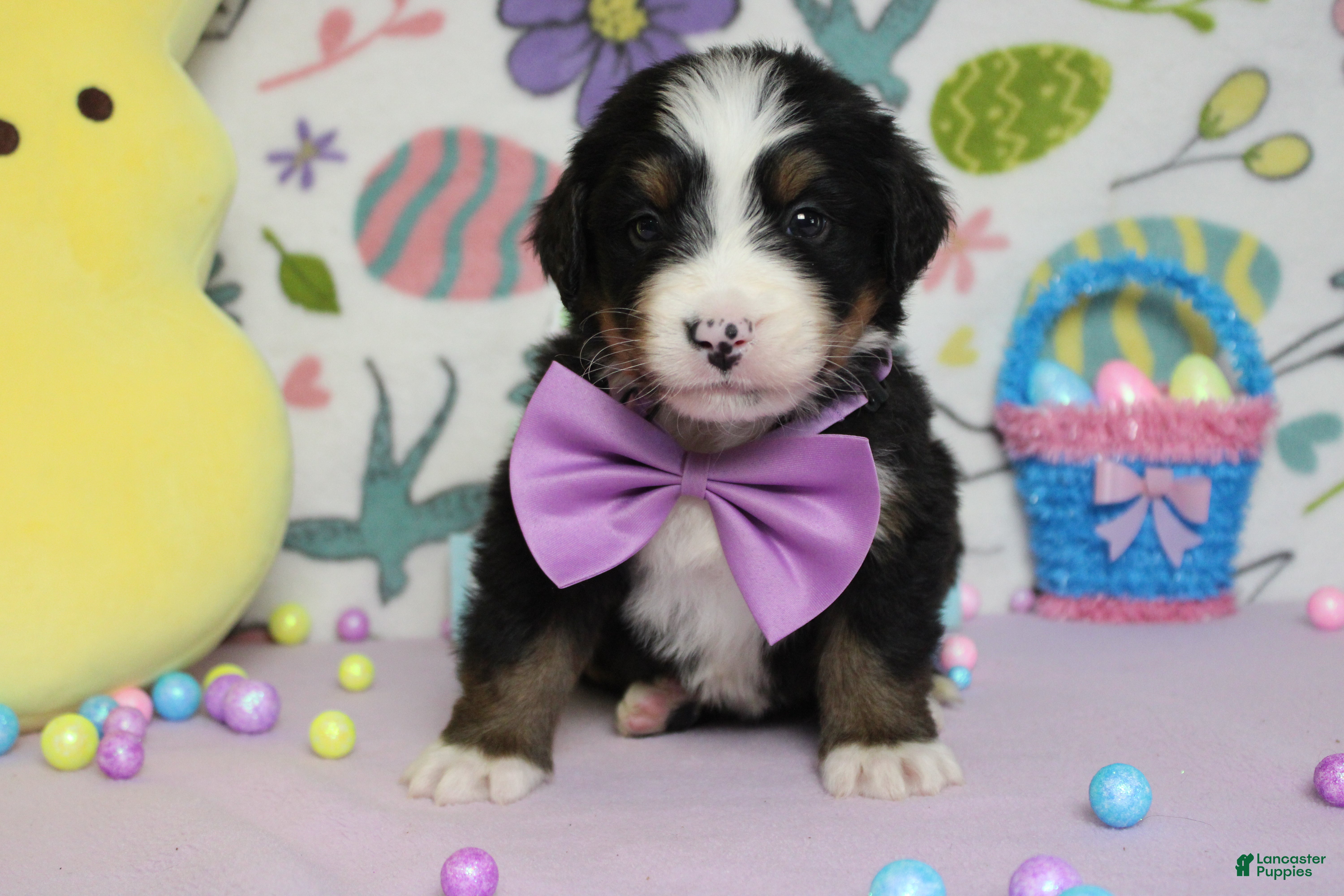 Bernese Mountain Dog dogs Cooper  - Ad 4