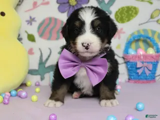 Bernese Mountain Dog dogs Cooper - Ad 4