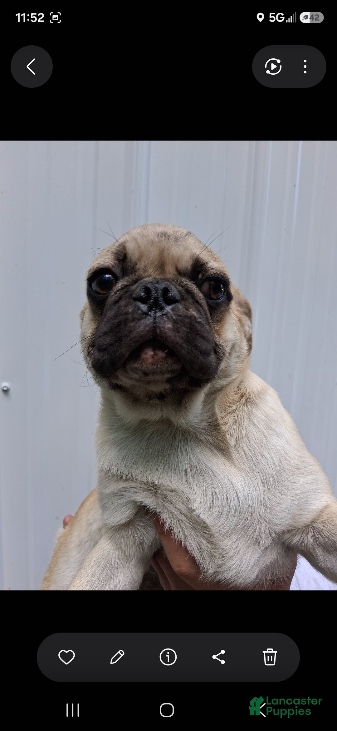 Pug dogs Karl  - Ad 1