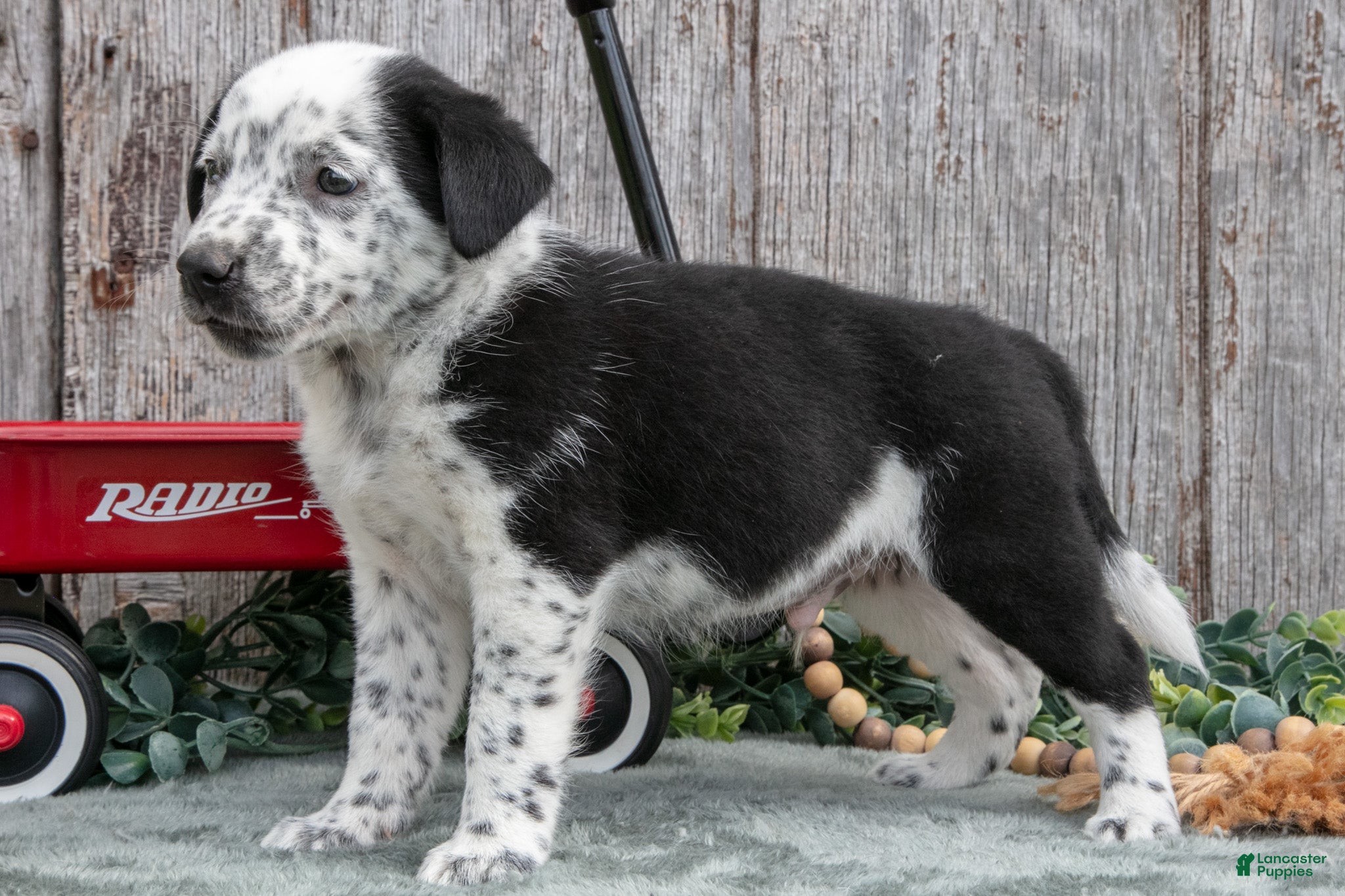 Mixed Breed dogs Sanders - Ad 2