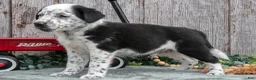 Mixed Breed dogs for sale: Sanders - Ad 2