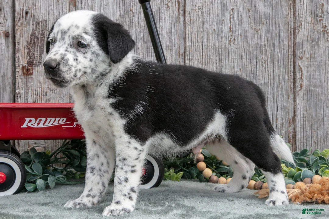 Mixed Breed dogs for sale: Sanders - Ad 2