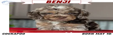 Benji