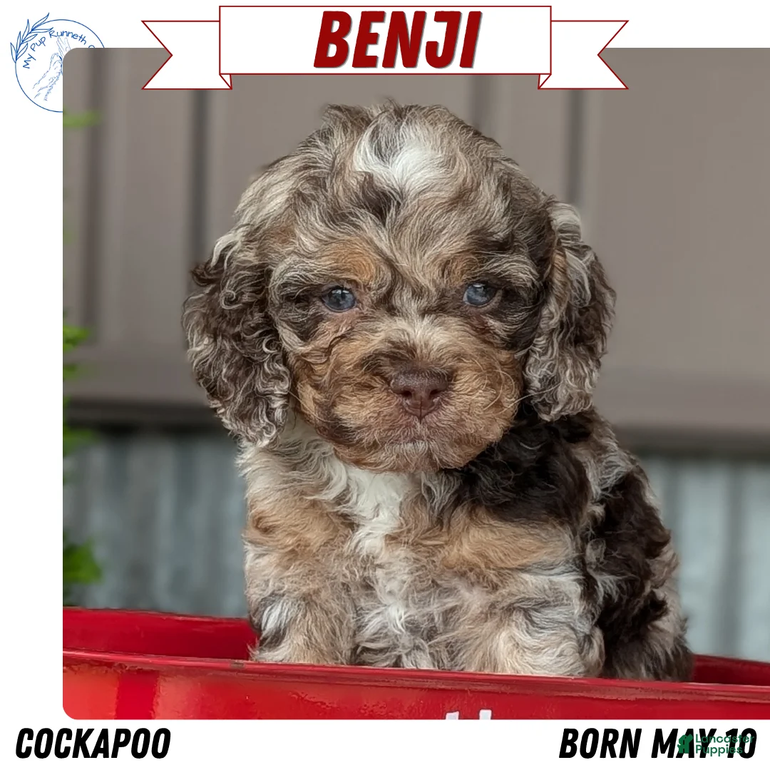 Cockapoo dogs for sale: Benji - Ad 1