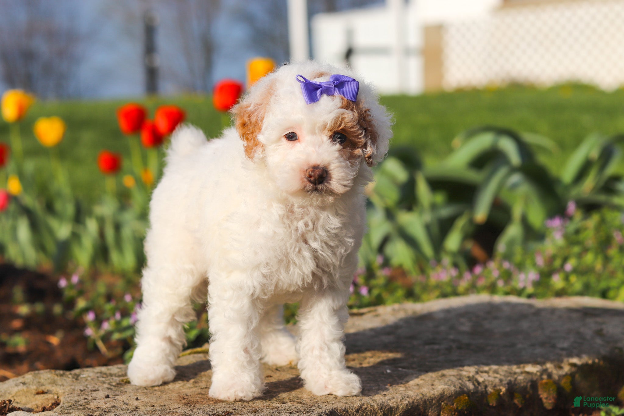 Miniature Poodle dogs Cheyenne - Ad 2