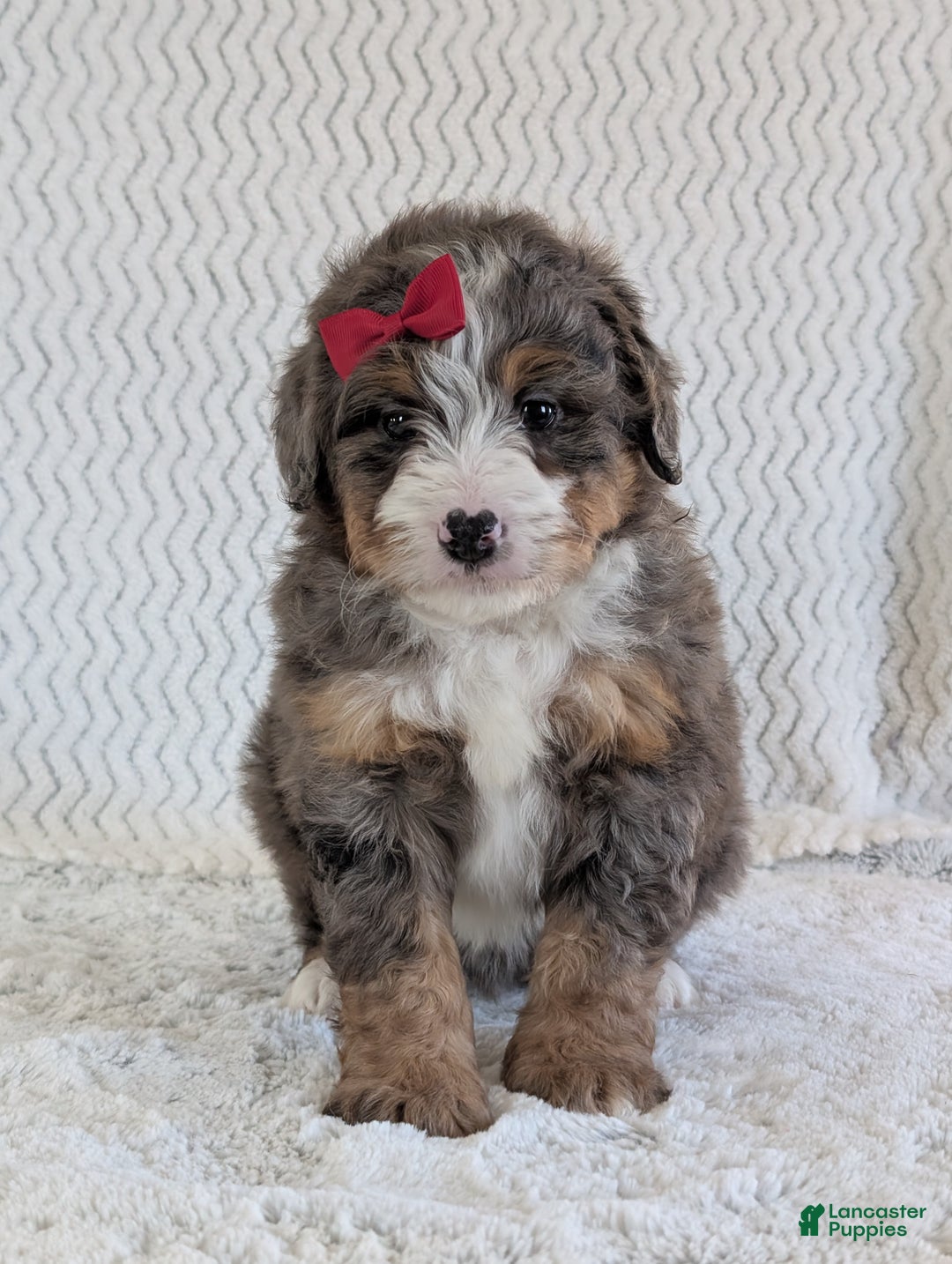 Mini Bernedoodle dogs for sale: Mini Wyatt  - Ad 18