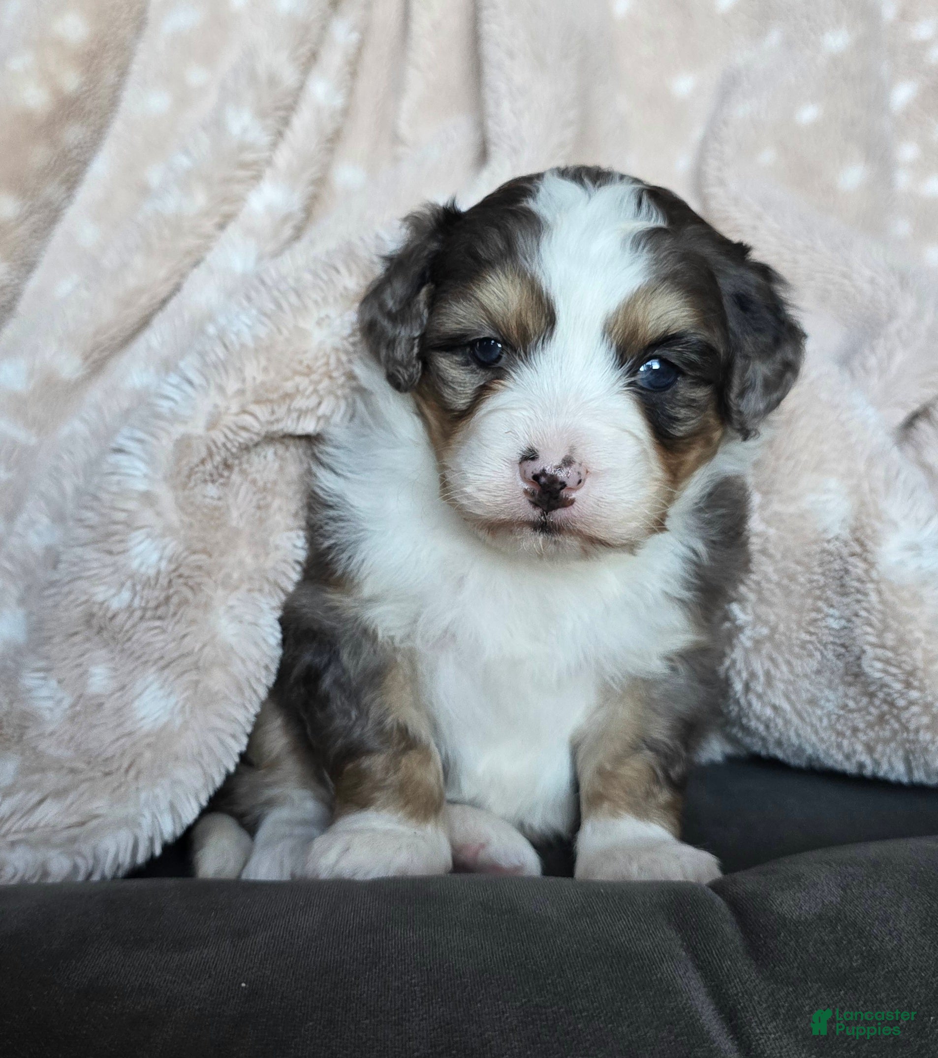 Mini Bernedoodle dogs for sale: Mini Stella - Ad 2