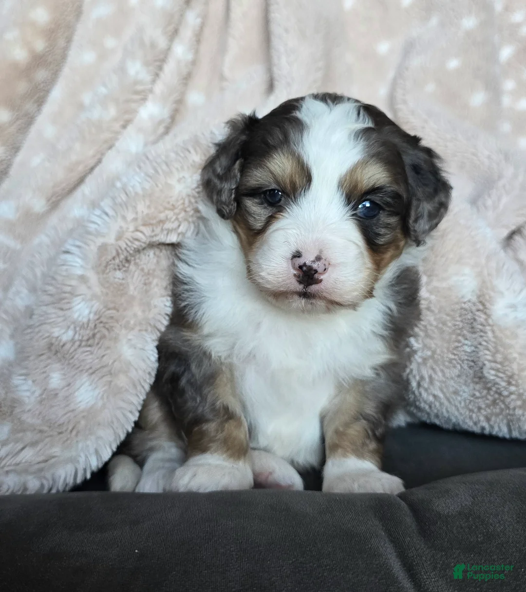 Mini Bernedoodle dogs for sale: Mini Stella - Ad 2