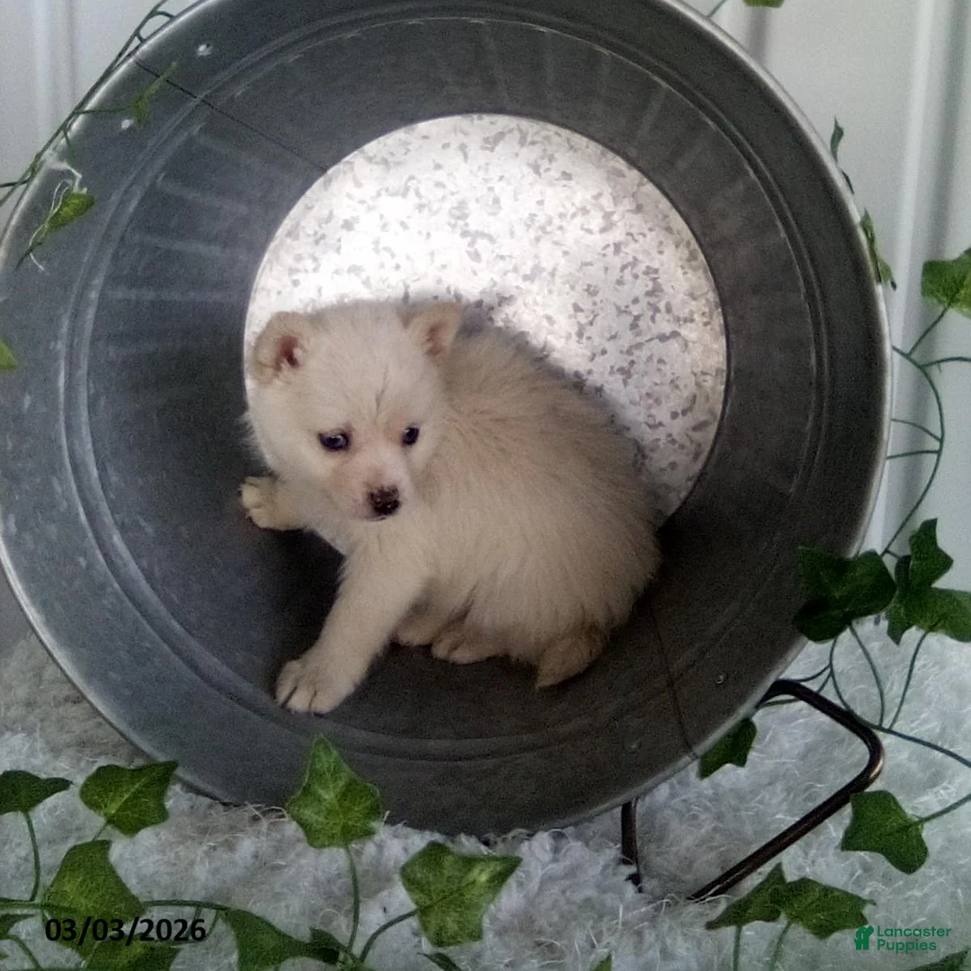 Pomsky dogs for sale: Misty - Ad 2