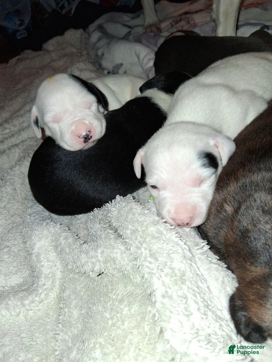 Mixed Breed dogs for sale: Mixed Breed Puppy 3 - Ad 6