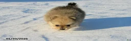Pomeranian dogs for sale: Mickey - Ad 4