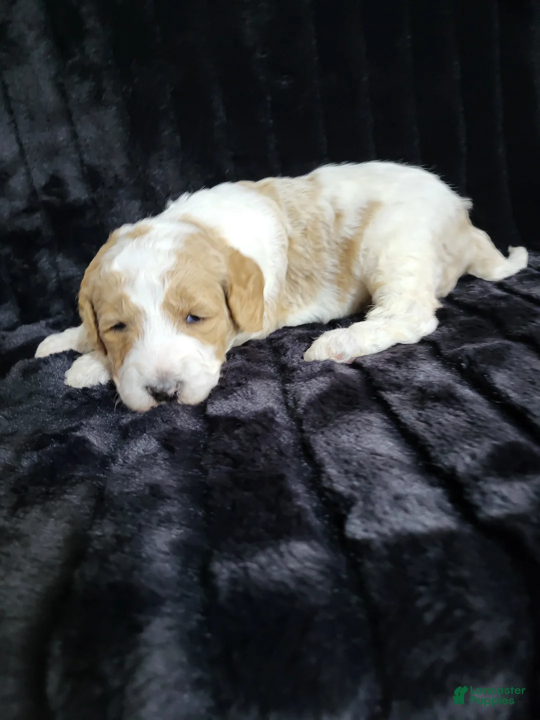 Standard Poodle dogs for sale: Standard Poodle Puppy Male - Ad 4