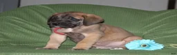 English Mastiff dogs for sale: George  - Ad 3