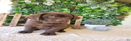 Labrador Retriever dogs for sale: Otis - Ad 9