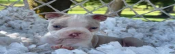 Boston Terrier dogs for sale: Milo - Ad 7
