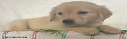 Golden Retriever dogs for sale: Lady - Ad 5