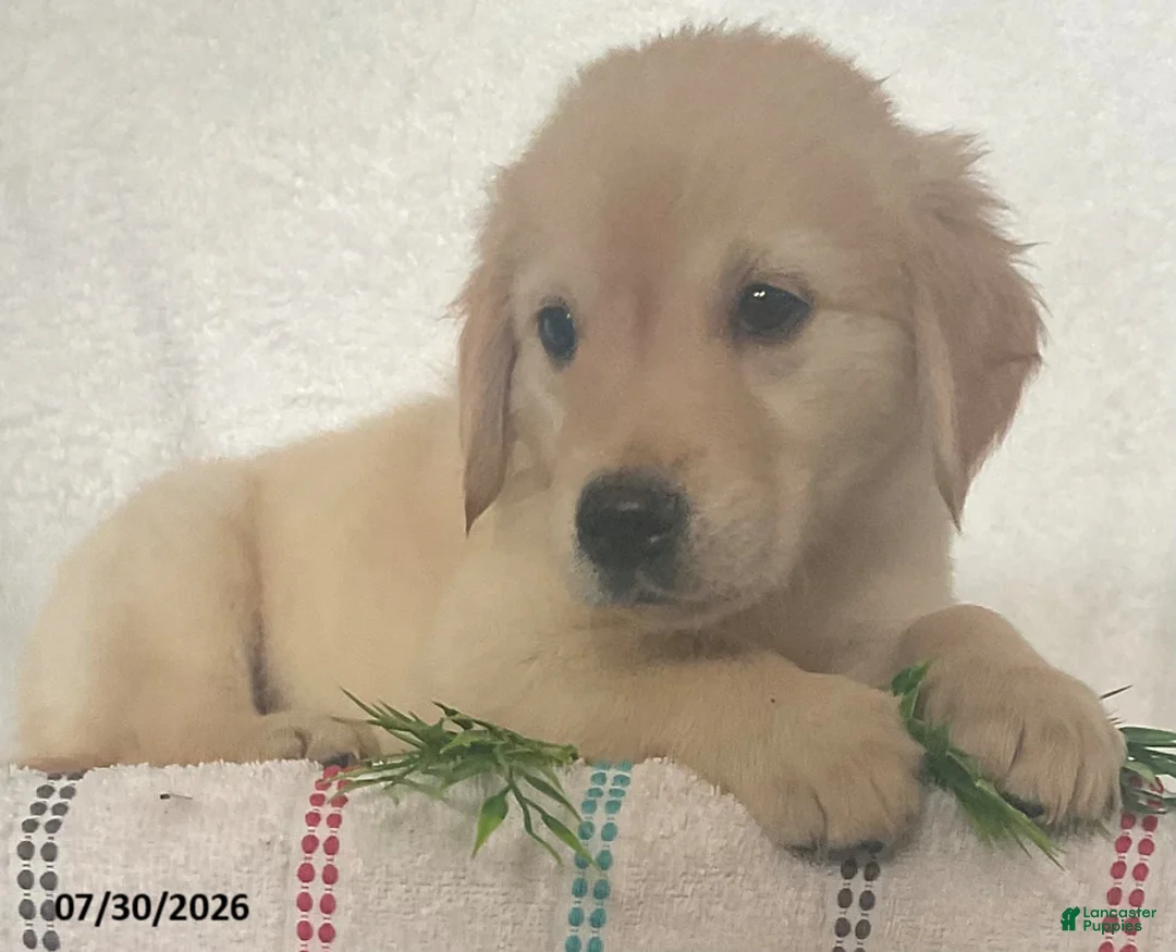 Golden Retriever dogs for sale: Lady - Ad 5