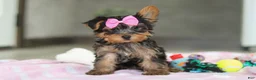 Yorkshire Terrier dogs for sale: Bella - Ad 4