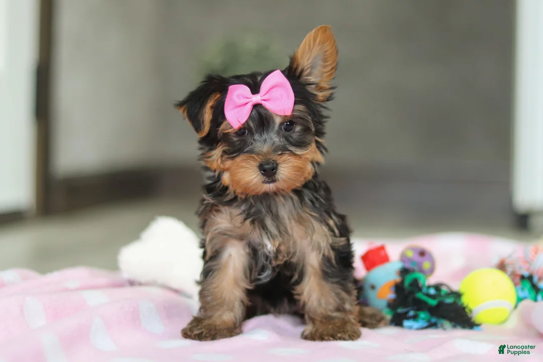 Yorkshire Terrier dogs for sale: Bella - Ad 4