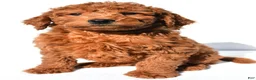 Mini Goldendoodle dogs for sale: Rusty - Ad 4