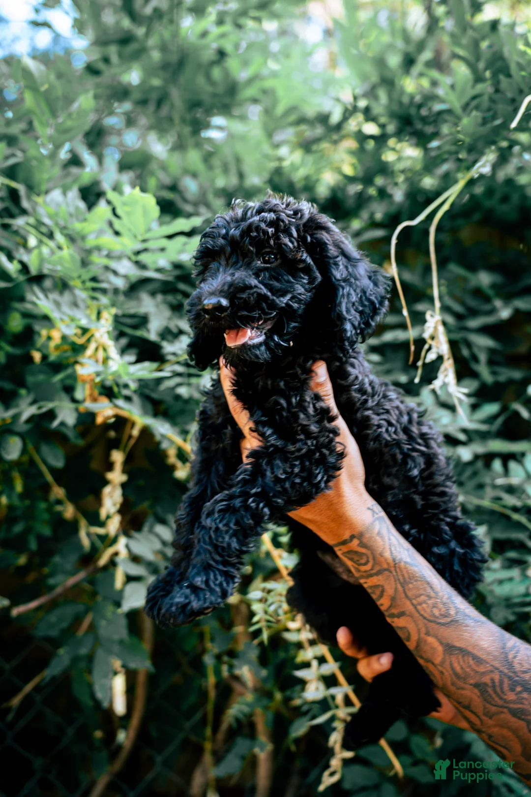 Goldendoodle dogs for sale: Daisy - Ad 2