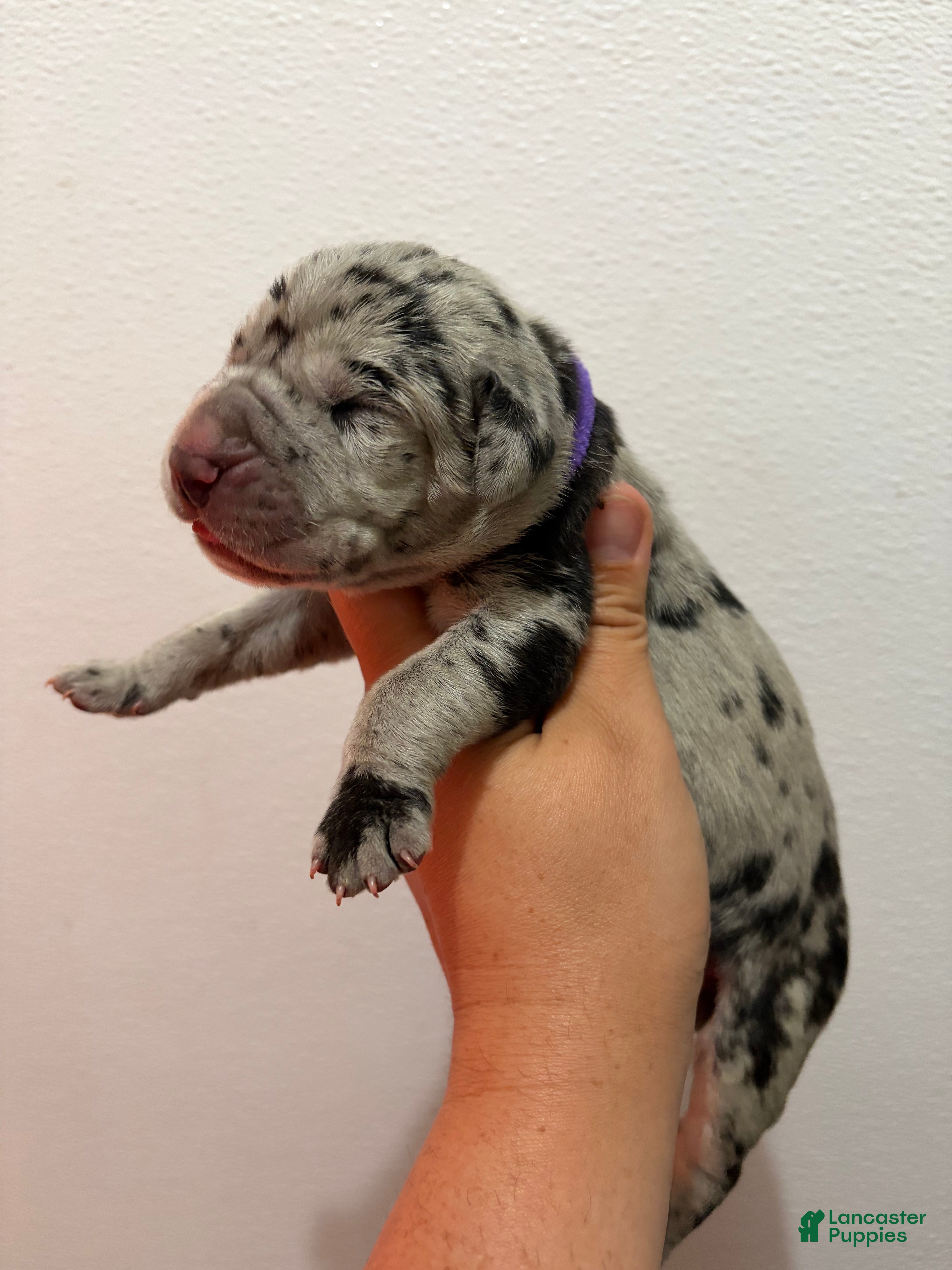 Great Dane dogs Sierra - Ad 2