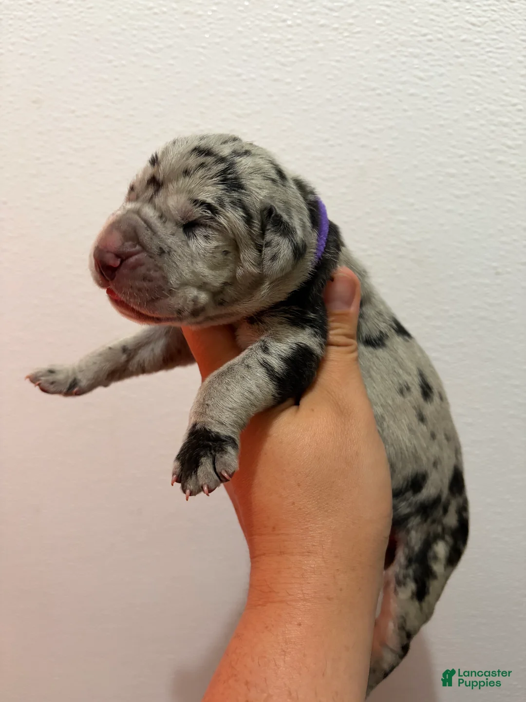 Great Dane dogs for sale: Sierra - Ad 2