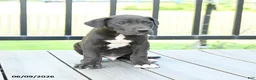 Great Dane dogs for sale: Gizmo - Ad 2