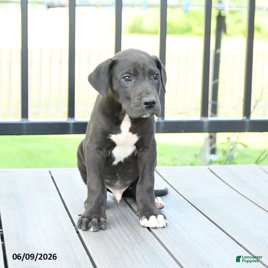 Great Dane dogs for sale: Gizmo - Ad 2
