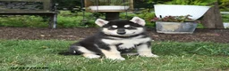 Alaskan Malamute dogs for sale: Summer - Ad 3