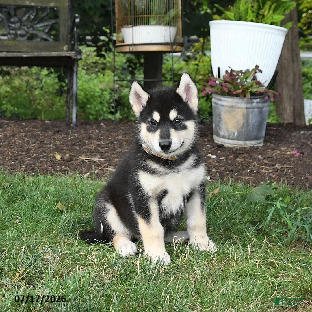 Alaskan Malamute dogs for sale: Summer - Ad 3