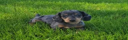 Miniature Dachshund dogs for sale: Trigger  - Ad 1