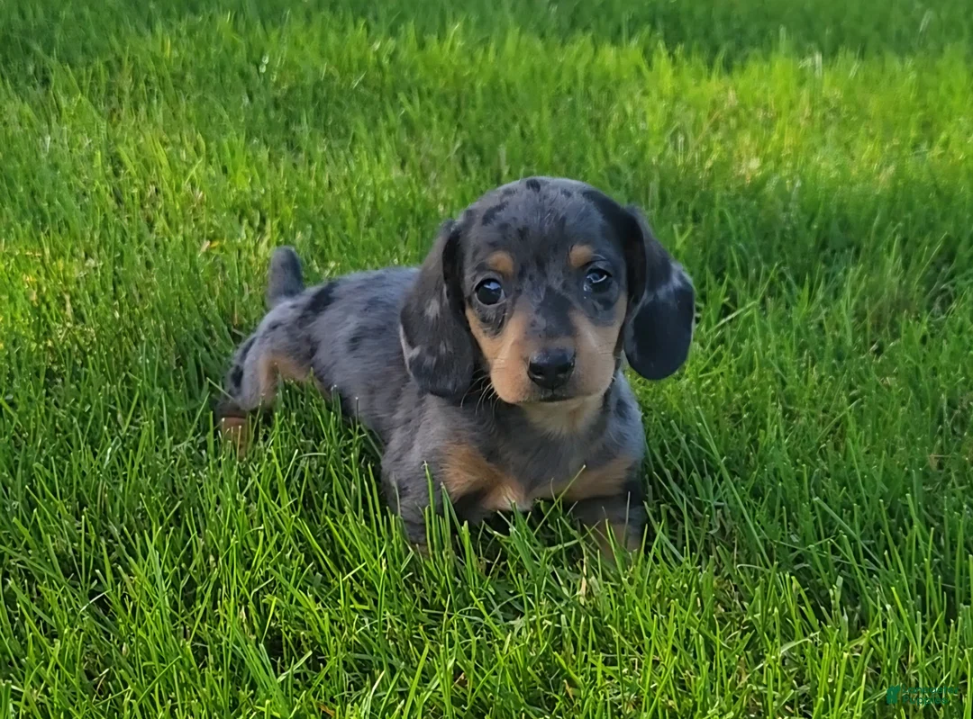Miniature Dachshund dogs for sale: Trigger  - Ad 1