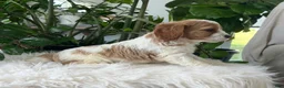 Cavapoo dogs for sale: Kiana  - Ad 4
