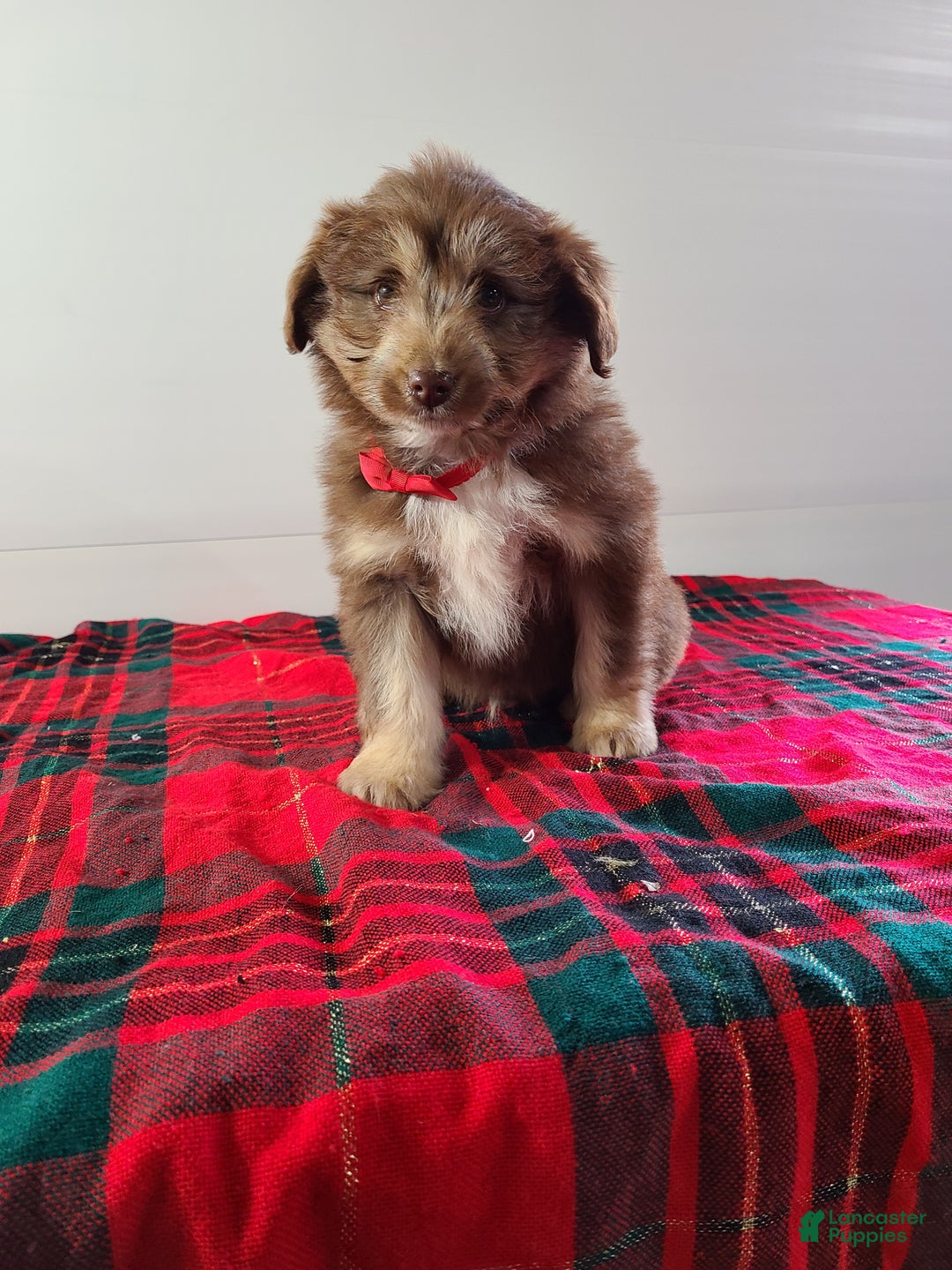 Aussiedoodle dogs for sale: Blake - Ad 4