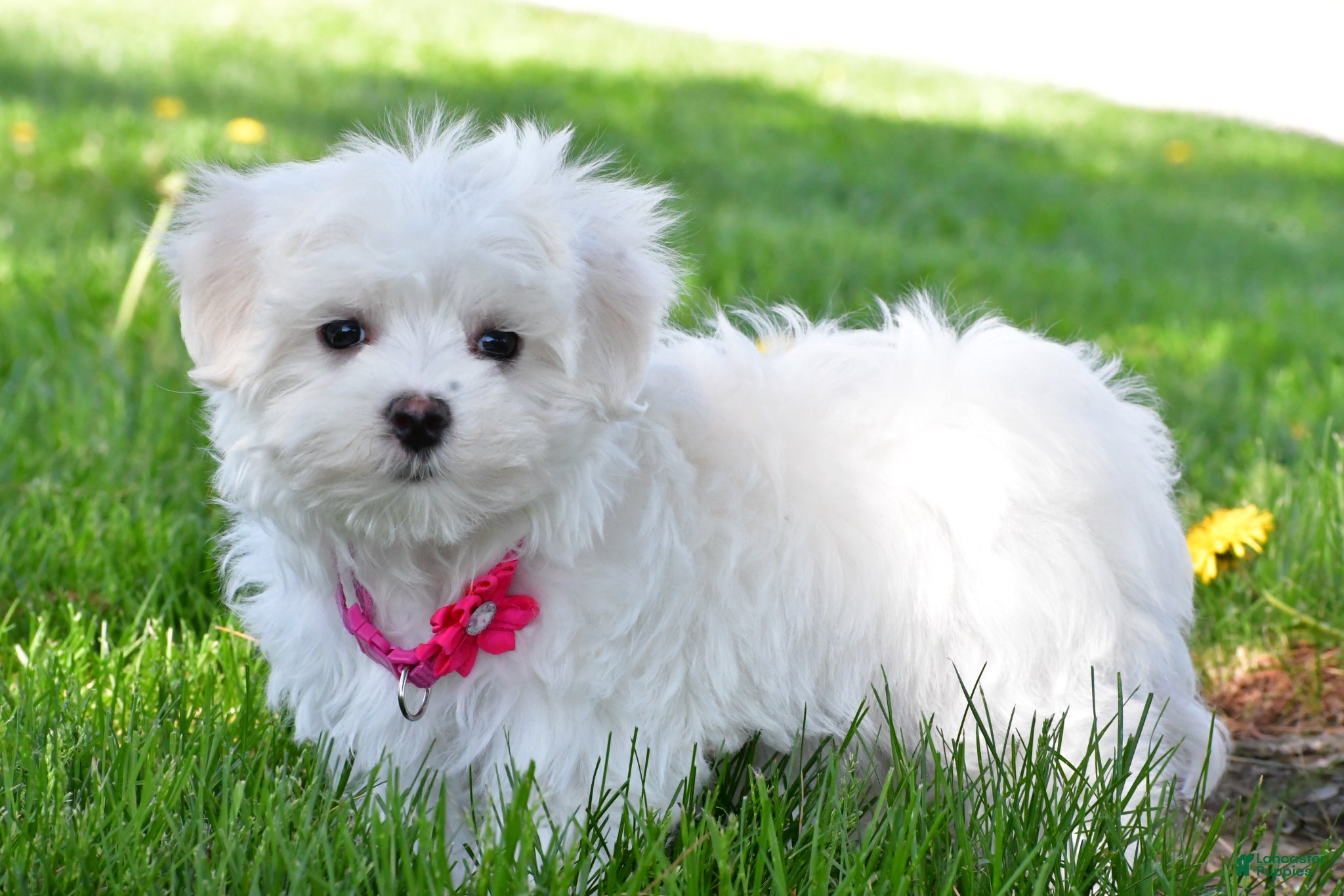 Maltese dogs Nikki - Ad 2